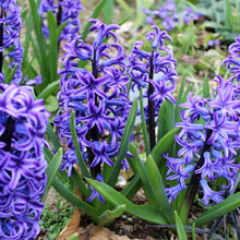 Hyacinth Seeds