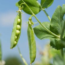 Sword Bean Plant Seeds