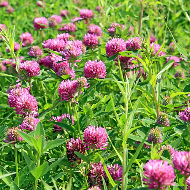 Medium Red Clover Seeds - Larger Packet High Germination 1/2-5LB Onsaleseeds