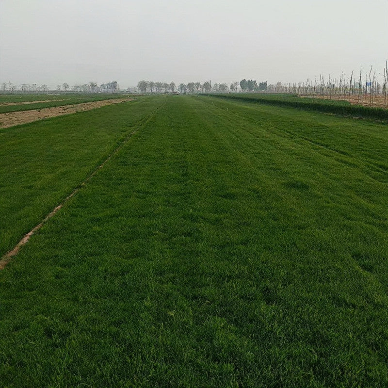 Midnight Grass Seed
