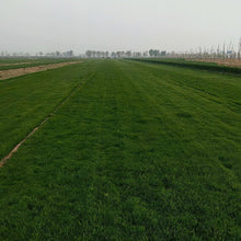 Midnight Grass Seed