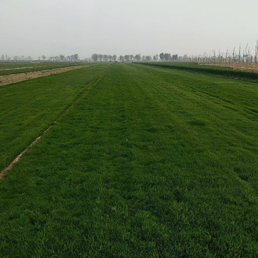 Midnight Grass Seed