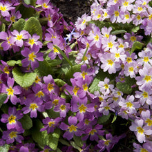 Primrose Seeds