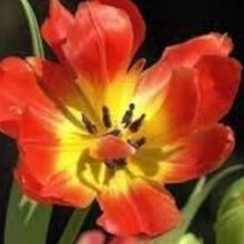 Clivia Lily Flower Seeds
