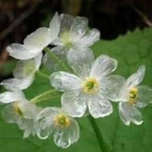 Skeleton Flower Seeds