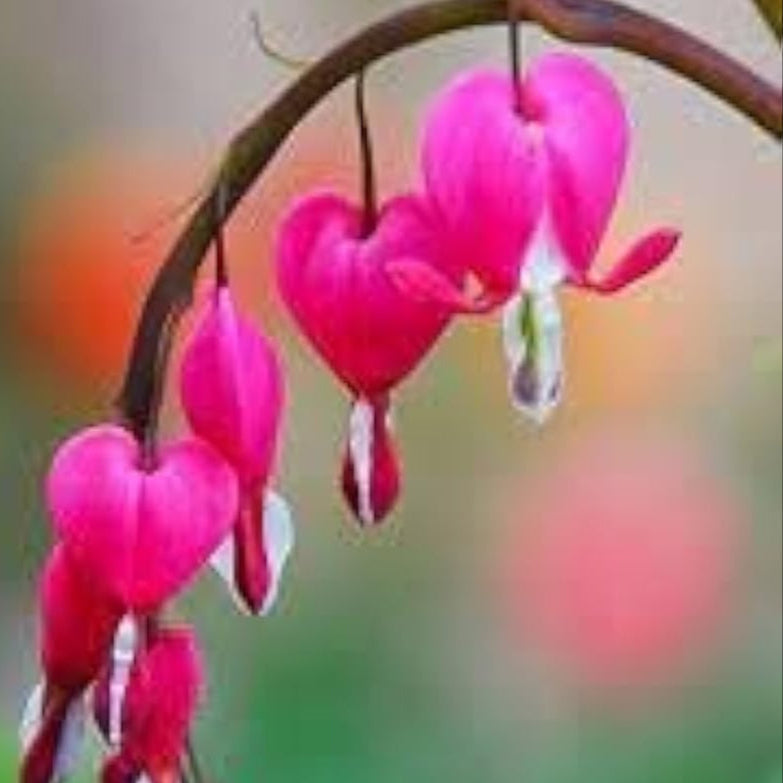 Pink Bleeding Heart Seeds