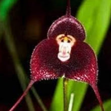 Monkey Flower Seeds