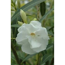 White Oleander Flower Seeds