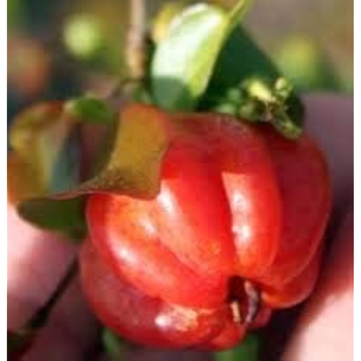 Red Surinam Cherry Seeds up to 50%