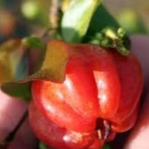 Red Surinam Cherry Seeds