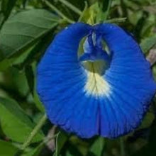 Blue Bougainvillea Seeds