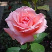 Queen Elizabeth Rose Seeds
