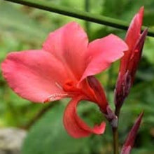 Canna Edulis Seeds