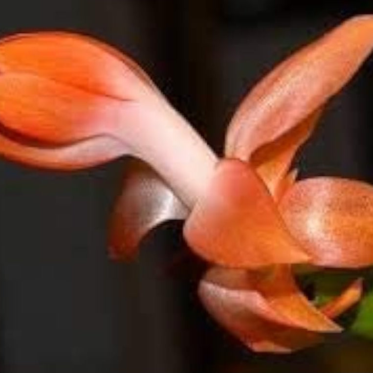 Christmas Cactus Seeds - Orange