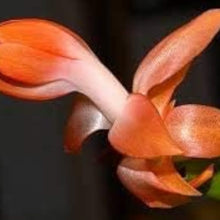 Christmas Cactus Seeds - Orange
