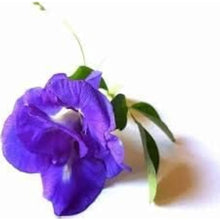 Butterfly Pea Seeds - Purple