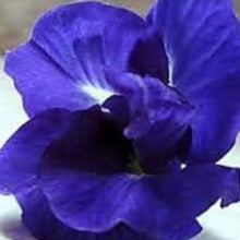 Blue Bougainvillea Seeds