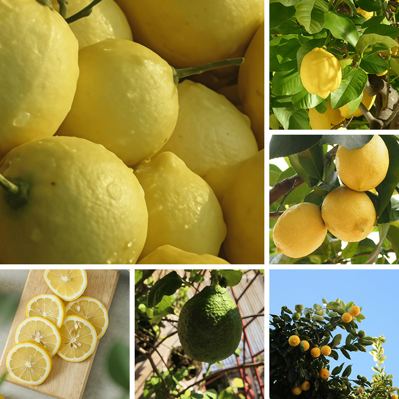 Lemon Seeds up to 50%