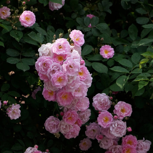 Rosa Multiflora Seeds