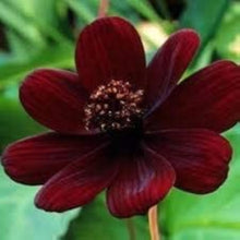 Cosmos Seeds