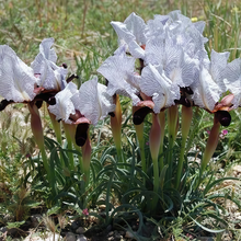 Iris Seeds