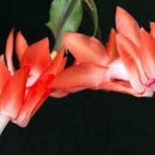 Christmas Cactus Seeds - Orange