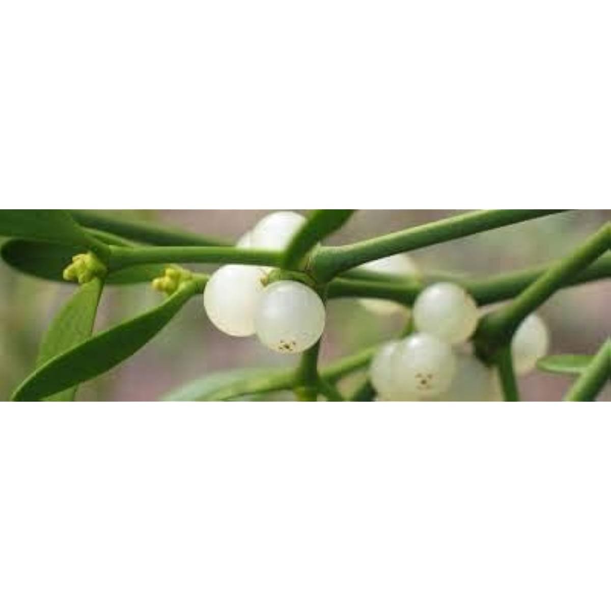 White Mistletoe Seeds up to 50%