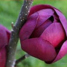 Magnolia Seeds - Deep Purple