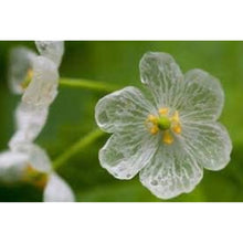 Skeleton Flower Seeds