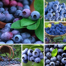Blueberry Seeds