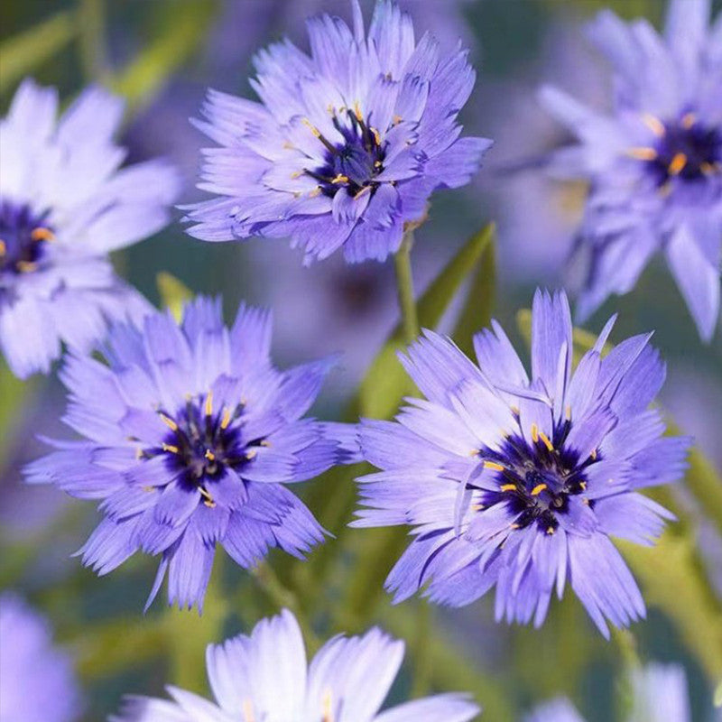 Cupid's Dart Seeds - Blue