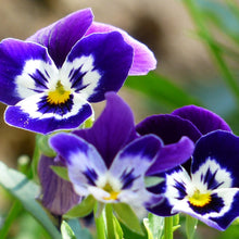 Pansy Flower Seeds
