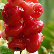 Rose Apple Seeds