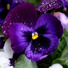 Pansy Flower Seeds