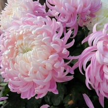 Chrysanthemum Seeds
