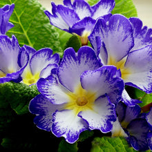 Primrose Seeds