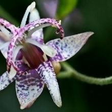 Toad Lily Seeds