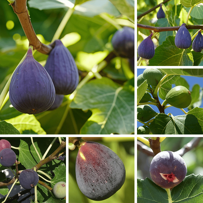 Fig Fruit Seeds up to 50%