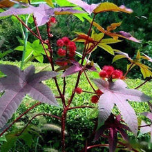 Castor Bean Seeds - Red