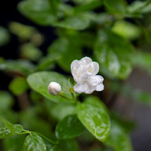 Jasmine Flower Seeds