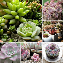 Succulent Seeds