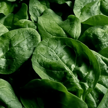 Spinach Seeds