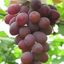 Grape Seeds