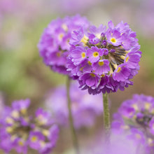 Primrose Seeds
