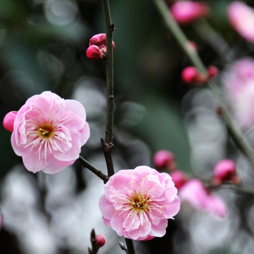 Plum Blossom Seeds