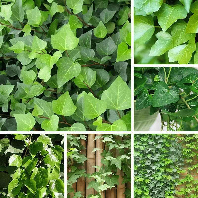 Ivy Seeds