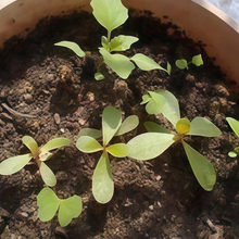 Pink Rose Seeds for Garden Planting