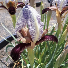 Iris Seeds