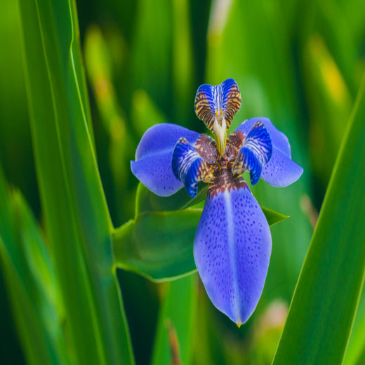 Iris Flower Seeds