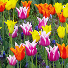 Tulip Seeds - Mixed Colors